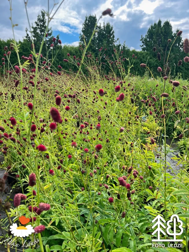 Sanguisorba officinalis   'Tanna'